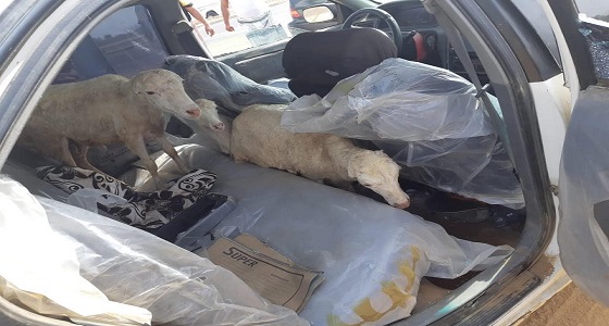 لصوص يسرقوا ” مواشي ” من حظيرة مواطن بجازان