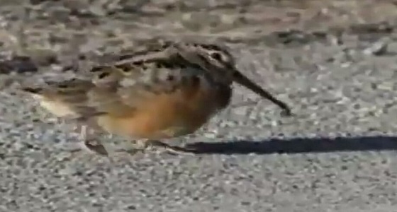 بالفيديو..” ديك الغاب ” يؤدي رقصة استعراضية لجذب الإناث خلال موسم التزاوج 