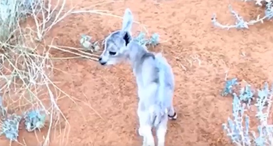 بالفيديو.. انتشار سوق سوداء لتجارة الوعول والحيوانات البرية