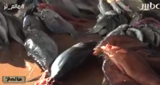 بالفيديو.. التهاب الكبد وحمى الضنك في أسماك بحيرة المسك بسبب الصرف الصحي
