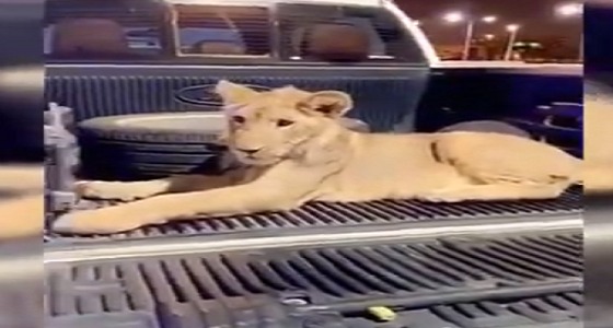 بالفيديو.. القبض على مروج خمور بحوزته أسد و11 كلبا بوليسيا