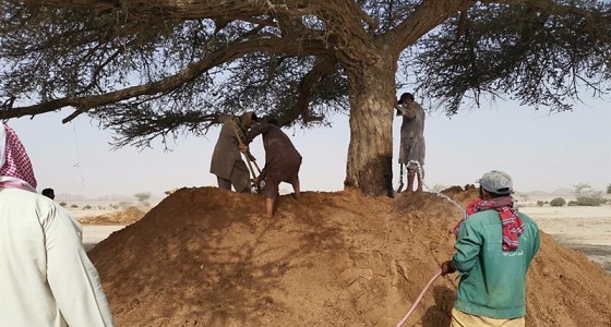 بالصور.. إنقاذ الشجرة المعمرة التي اشتعلت فيها النيران بشعيب أم سلم