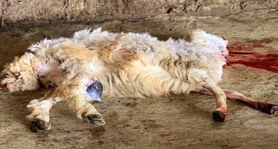 بالصور.. العثور على حوش شعبي يستخدم كمسلخ عشوائي بمكة