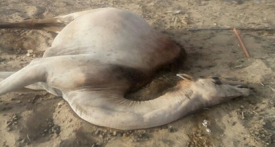 بالصور.. مرض غامض يفتك بإبل مواطن في جازان