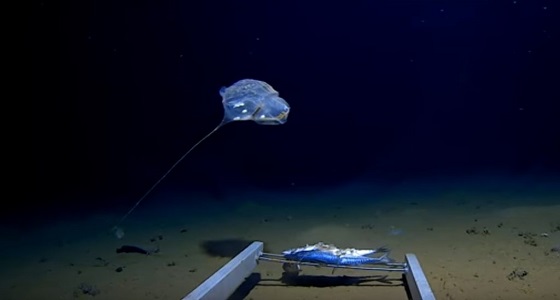 بالفيديو.. الكشف عن أغرب مخلوق بحري في أبعد نقطة بقاع المحيط الهادي