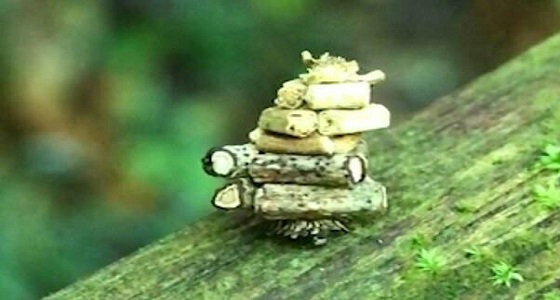 بالفيديو.. حشرة صغيرة تحمل كمية كبيرة من الأغصان على ظهرها 