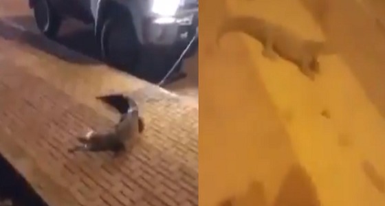 بالفيديو.. تمساح يتجول في الشارع بحوطة بني تميم