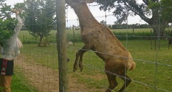 حاولت إنقاذ زوجها فهاجمها غزال هائج بشراسة