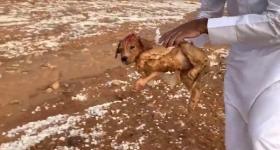 بالفيديو.. مواطن ينقذ كلبين جرفتهما سيول رماح