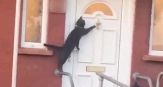 بالفيديو.. قطة تطرق الباب عدة مرات للحصول على إذن دخول المنزل