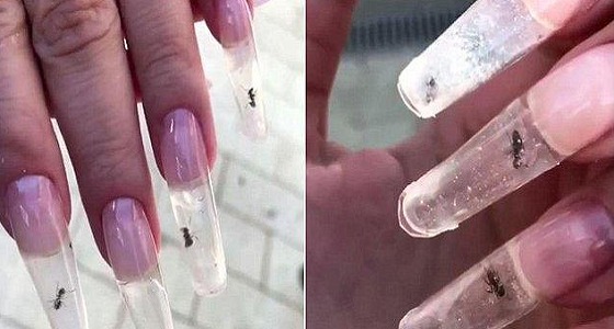 بالفيديو.. صالون تجميل يطلق موضة النمل الحي في الأظافر