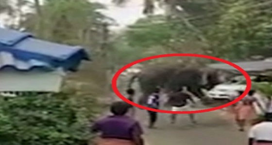 بالفيديو.. فيل ثائر يقلب السيارات بخرطومه والرعب يسيطر على الأهالي 