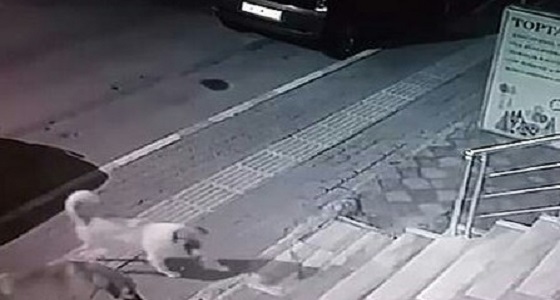 بالفيديو.. قطة شجاعة تهاجم مجموعة من الكلاب الضخمة وتجبرهم على الهروب