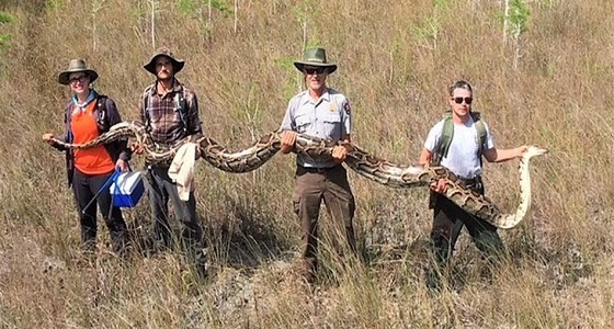 اكتشاف مثير.. العثور على أنثى ثعبان بطول شاحنة
