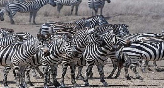 ” صور ” تجسد وجود حمار وحشي أشقر نادر