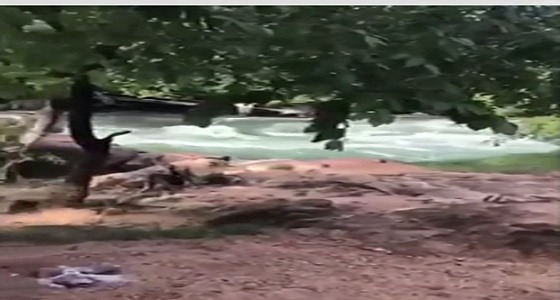 بالفيديو.. عم ناصر السبيعي يشرح كيف سقط الفقيد في بحيرة فيكتوريا