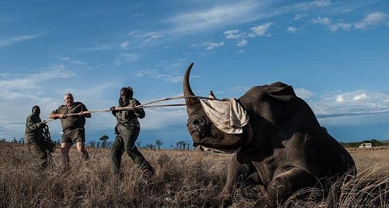هجوم عنيف من فيل على صياد وحيد القرن داخل حديقة 