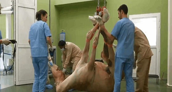 بالفيديو.. دولة خليجية تفتتح أول مستشفى لعلاج الإبل