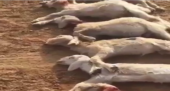 بالفيديو.. كلاب مُفترسة تهاجم الأغنام شرق نجران