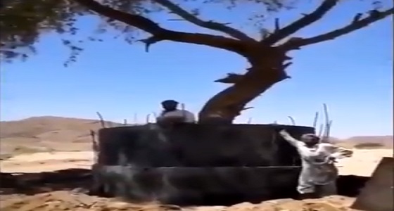 بالفيديو.. مواطنون يتطوعون لنقل شجرة معمرة نادرة بنجران
