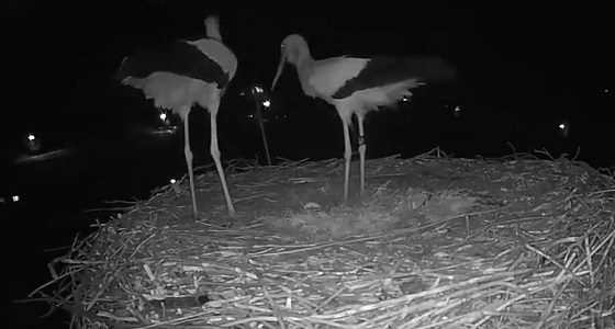 بالفيديو.. زوجان من طيور اللقاق يحتفلان بأول بيضة لهما على طريقتهما الخاصة  