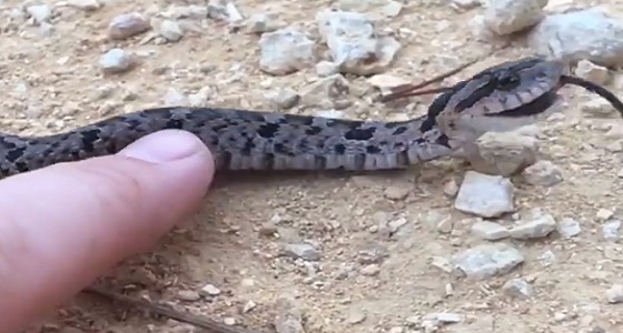 بالفيديو.. ” أفعى ” تتظاهر بالموت بطريقة ماكرة لحماية نفسها
