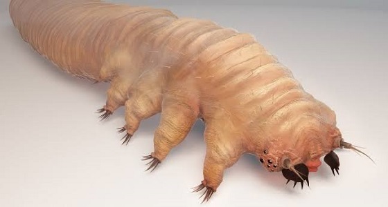 بالفيديو.. حشرة ذات ثمانية أرجل تعيش على وجه الإنسان دون الشعور بها 