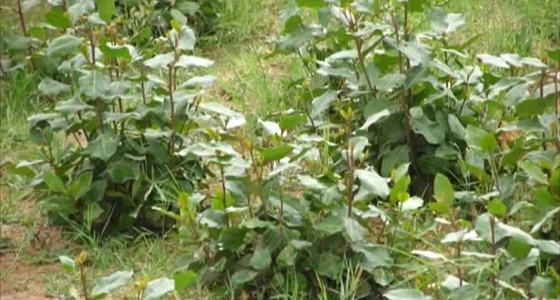 كشف الملاجئ السرية لـ ” القات ” بجازان