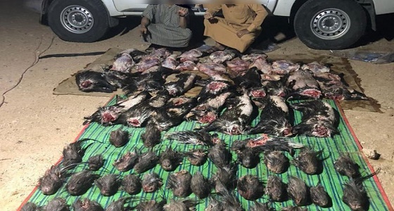 قتل العشرات من حيوان &#8221; النيص &#8221; وذبحها