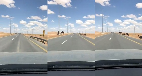 بالفيديو.. مجموعة من الإبل السائبة على طريق شقراء تهدد سلامة المارة