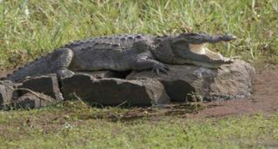 تمساح مفترس يمزق جسد ” راعي “