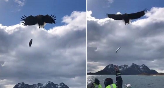 بالفيديو.. لحظة التقاط نسر لسمكة ملقاه إليه في الهواء