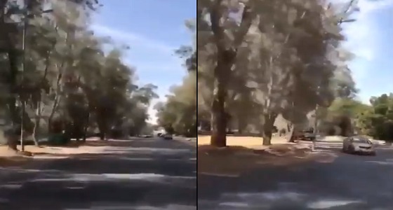 بالفيديو.. امتلاء طريق ” الرفيعة ” بالرياض بأشجار ” الأثل “