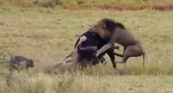 بالفيديو  والصور.. لحظة هجوم أسدين على جاموسة ضحت بنفسها لتفدي صغيريها