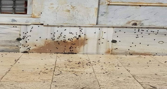 بالفيديو.. الصراصير تهاجم ساحات المسجد الأقصى 