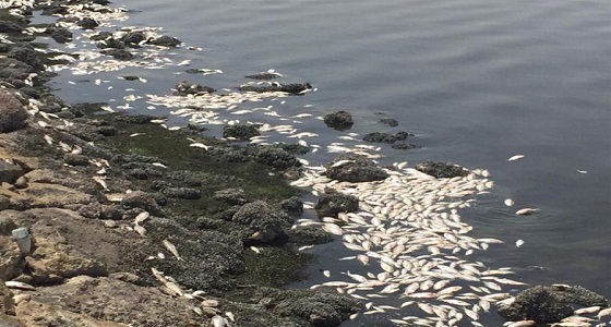 تعليق &#8221; الأرصاد &#8221; على نفوق مئات الأسماك في بحيرة سيهات 