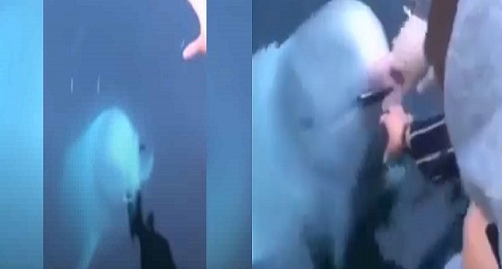 بالفيديو.. حوت يعيد جوال سقط من أحد السياح في المياه