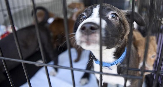 أمريكا تعلق استيراد الكلاب من مصر بسبب ” السعار “