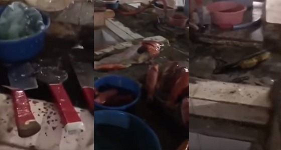 بالفيديو.. الصراصير تغزو سوق السمك بينبع لغياب النظافة