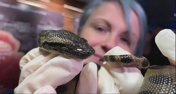 بالفيديو.. حية ” اناكوندا ” تلد دون اتصال جنسي بذكر وعالمة أحياء تفسر