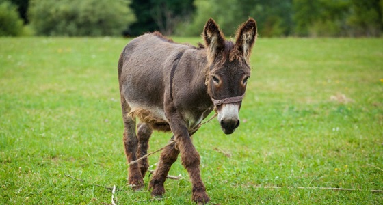 مرشح انتخابي يواجه السجن بسبب إهانة ” حمار “