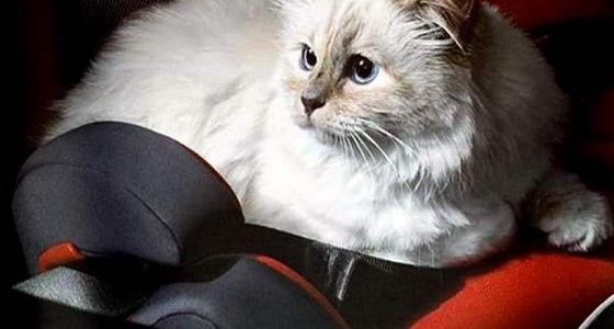 الإطاحة بشاب أشعل النيران في قطة حية.. ويبرر سبب فعلته البشعة 