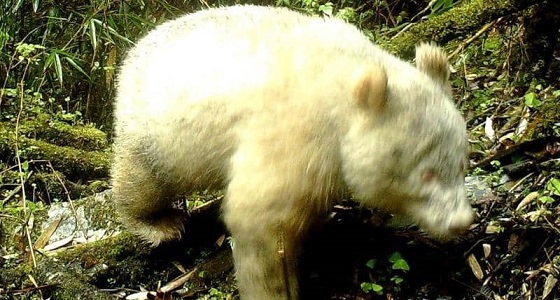رصد أول ” صورة ” لدب الباندا الأبيض