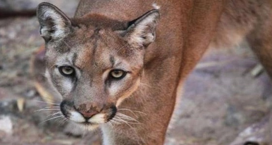 أسد يهاجم طفل صغير ووالده يخلصه منه بالحجارة