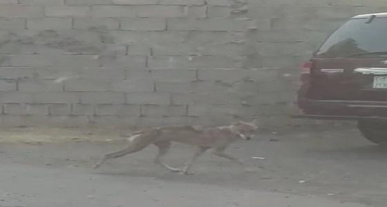 بالفيديو.. ذئب شارد يرعب أهالي ” جبرا الطائف “