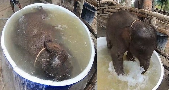 بالفيديو.. لحظة استحمام فيل رضيع في إناء تشعل مواقع السوشيال ميديا 