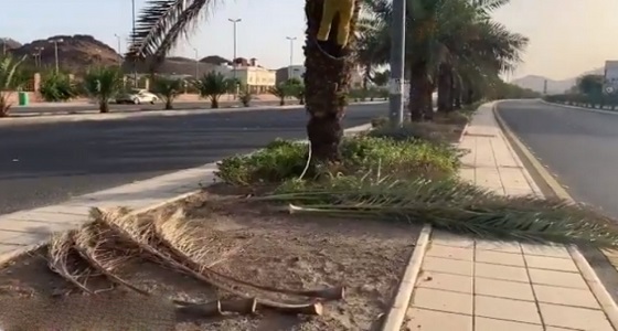أمانة المدينة ترد على فيديو تكريب وتهذيب النخل