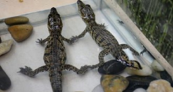 بالصور.. العثور على تمساح حي في سروال سيدة 