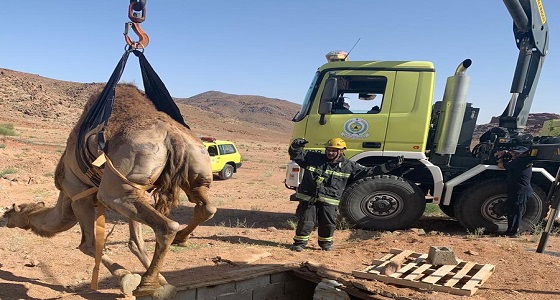 سقوط جمال سائبة داخل خزان أرضي بعد انهياره