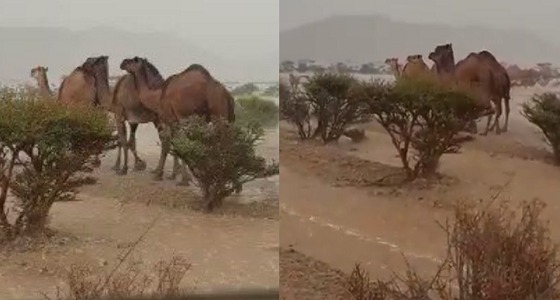 بالفيديو.. مشهد جمالي لإِبل تسير وسط الأمطار بالقصيم